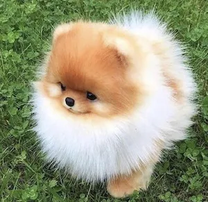 Pomeranian Dog Wallpapers Screenshot 1