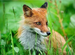 Best Animal Pictures Screenshot 1