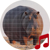 Hippopotamus (animal) sounds ~ Sboard.pro