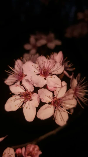 Black Floral Wallpapers Screenshot 0