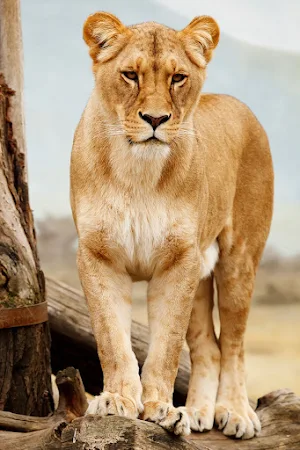 Lions Wallpapers Screenshot 2
