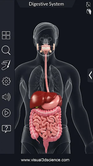 My Stomach Anatomy Screenshot 1