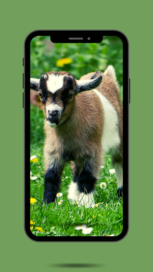Goat Ringtone Screenshot 0