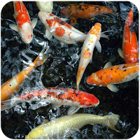 Koi Fish HD Wallpapers