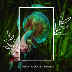 Budidaya Ikan Cupang Hias Lengkap Screenshot 2