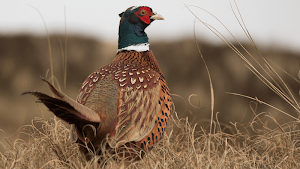 Pheasant Sounds Screenshot 3