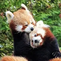 Red Panda Wallpaper