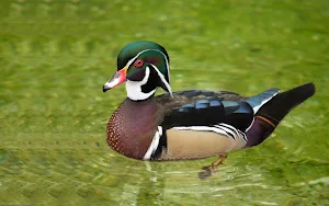 Wood Duck Wallpaper HD Screenshot 0
