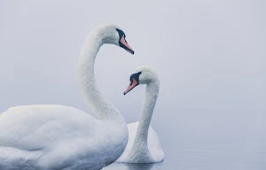 Mute Swan Wallpapers Screenshot 2