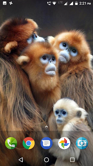 Monkey Wallpaper Screenshot 2