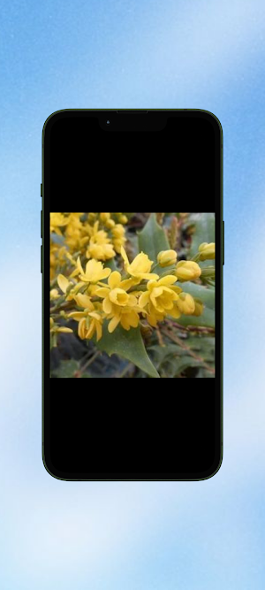 Mahonia Flower WalL Screenshot 3