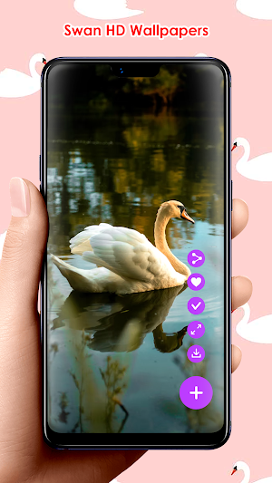 Swan HD Wallpapers Screenshot 2