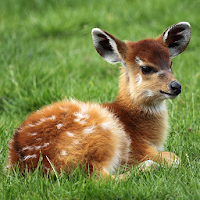 Stunning Deer Wallpapers