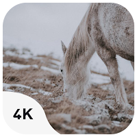 Horses Wild wallpapers