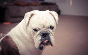 Boxer Dog Wallpapers Screenshot 3