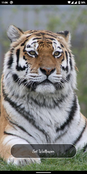Tiger HD, 4K Wallpapers Screenshot 2
