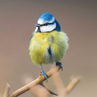 Redland Green Bird Box Survey