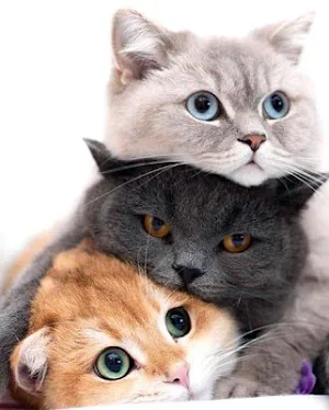 Cute Kittens Screenshot 2
