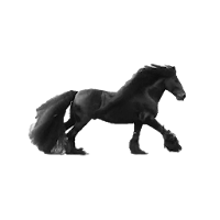 animals run