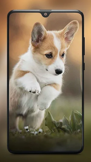 Cute Puppy Wallpaper HD Screenshot 3