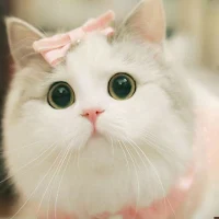 Cute Cat Live Wallpapers HD