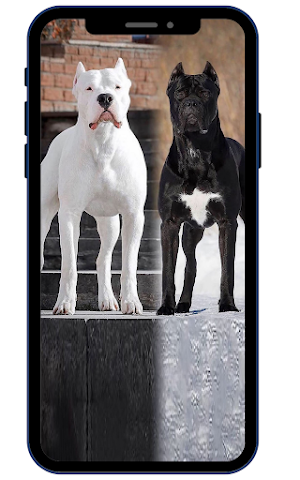 Dogo Argentina Wallpapers Screenshot 3