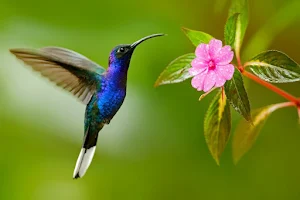 Humming bird Screenshot 1