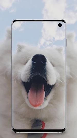 cute animals wallpaper Screenshot 3