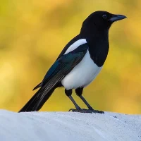 Magpie Bird Wallpapers