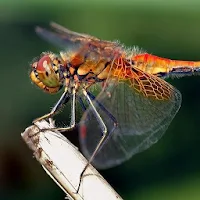 Dragonfly Wallpapers HD