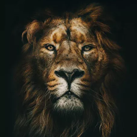 Lions Pictures HD Offine
