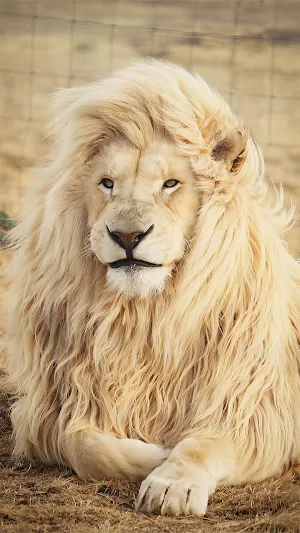 Lion Wallpapers HD 4K Screenshot 2
