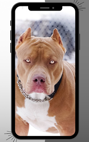 Pitbull Wallpaper Screenshot 1