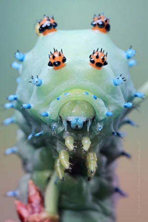 Insects Wallpapers Screenshot 2