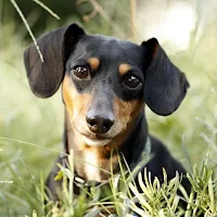 Dachshund Dog Wallpapers