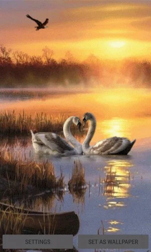 Evening Swan Love LWP Screenshot 0