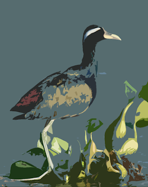 Bronze-winged jacana bird soun Screenshot 0
