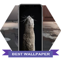 MIAW WALLPAPERS CATS