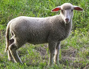 Sheep wallpapers Screenshot 3