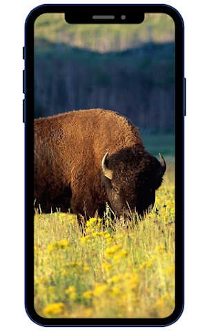 Bison Wallpaper Screenshot 0