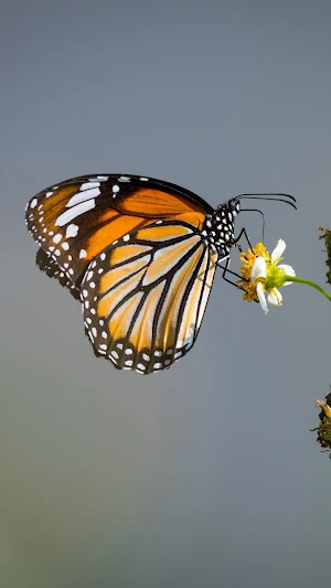 Butterfly Wallpaper 4K Screenshot 1