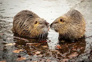 Beaver Wallpapers Screenshot 0