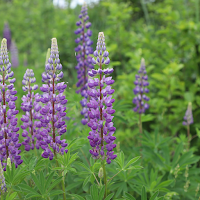 Lupine Wallpaper