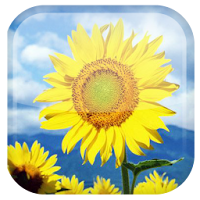 Sunflower Live Wallpaper