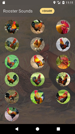 Rooster Sound and Ringtones Screenshot 2