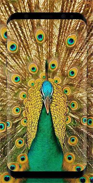 Bird Wallpapers Screenshot 3