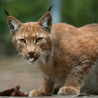 Lynx sounds