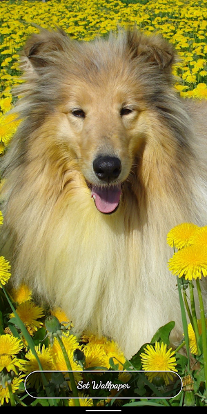 Dog & Puppy HD Wallpapers Screenshot 3