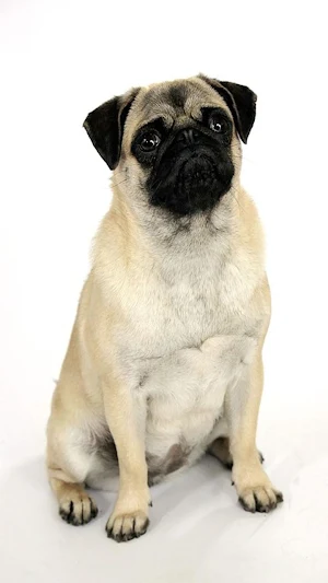 Pug Dog Wallpapers Screenshot 0