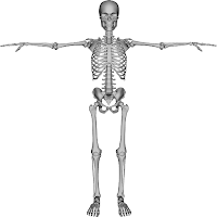 skeleton